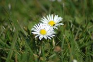 Sedmikráska chudobka - Bellis perennis: Víte, že sedmikráska byla už za časů…