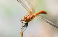 Vážka rudá (Sympetrum sanguineum): Hojný a krásný druh vážky