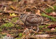 Sluka lesní – Scolopax rusticola: Nejlepší způsob pozorování sluky je v období…