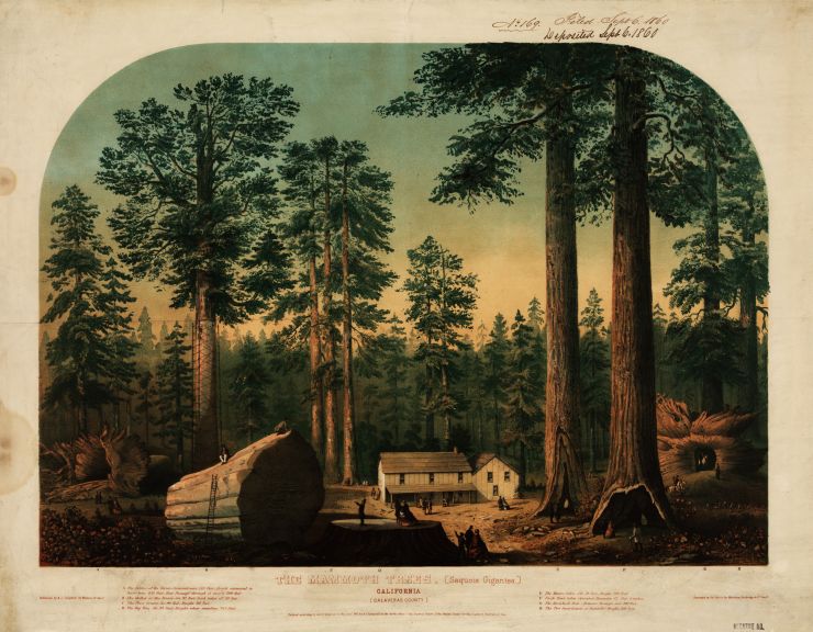 zobrazit detail snímku: Sekvojovce obdivovali už první bílí osadníci v XIX století 
