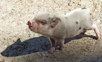 Sele prasete domácího - klikněte pro zobrazení detailu Sele prasete domácího - klikněte pro zobrazení detailu