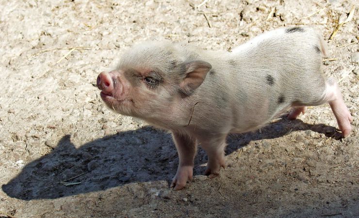 zobrazit detail snímku: Sele prasete domácího