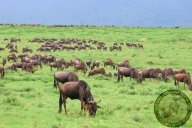 Národní park Serengeti v ohrožení: Jeden z posledních rájů divokých zvířat na…