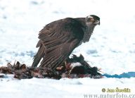 Jestřáb lesní -  Accipiter gentilis: Jestřáb lesní je mistrem v bleskurychlých…