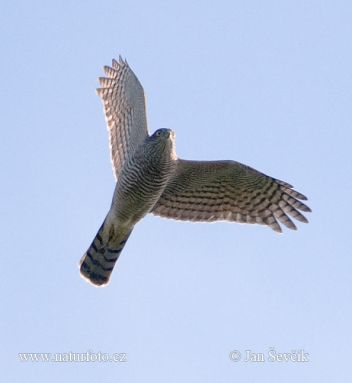 Krahujec obecný v letu - klikněte pro zobrazení detailu