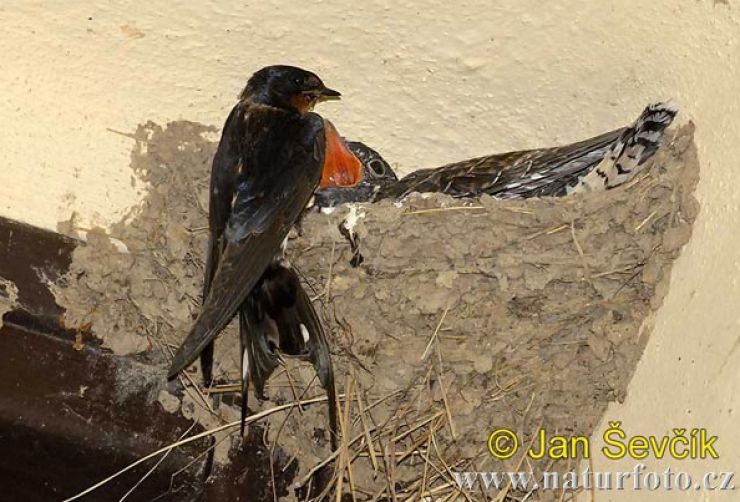 zobrazit detail snímku: Kukačka v hnízdě vlaštovky