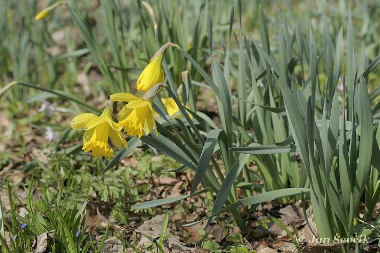 zobrazit detail snímku: Narcis žlutý