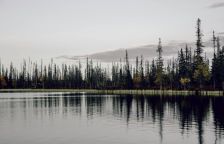 Budeme těžit lesy, abychom zachránili klima?
