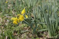 Narcis žlutý - Narcissus pseudonarcissus: Znáte pověst, ve které se mladík řeckého...
