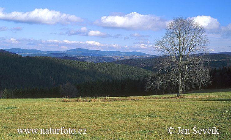 zobrazit detail snímku: Šumava