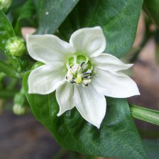 Paprika setá - květ
