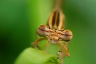 Šídélko brvonohé - Platycnemis pennipes: Šídélko brvonohé patří k nejmenším vážkám…