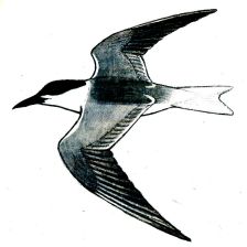 Racek velkozubý - silueta