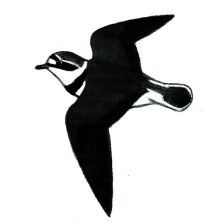 Kulík říční - silueta