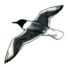 Racek chechtavý - silueta