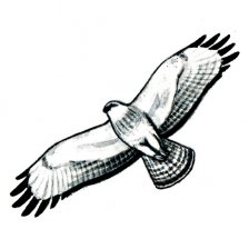 Káně lesní - silueta
