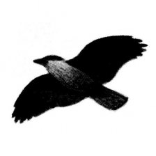 Kavka obecná - silueta