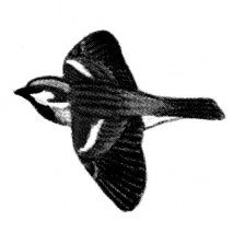 Vrabec domácí - silueta