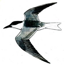 Racek velkozubý - silueta