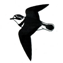 Kulík říční - silueta