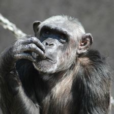 Šimpanz v Safari parku Dvůr Králové