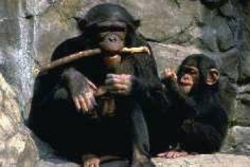 Šimpanzí rodinka - klikněte pro zobrazení detailu