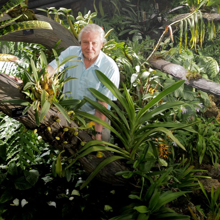 zobrazit detail snímku: Sir David Attenborough