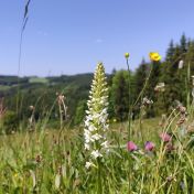 Sjezdovka jako Místo pro přírodu