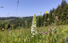 Sjezdovka jako Místo pro přírodu