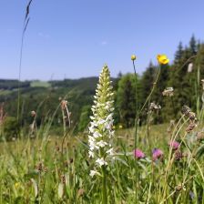 Sjezdovka jako Místo pro přírodu