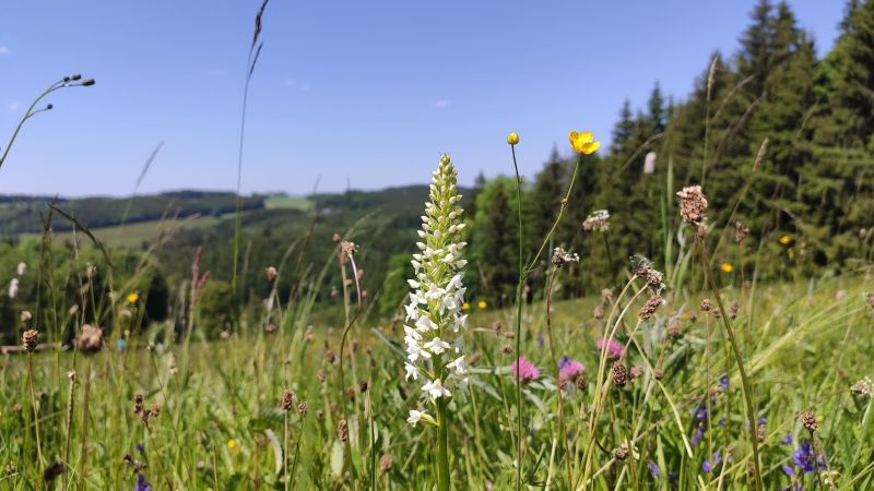Rozkvetlá Sjezdovka u Žídků - klikněte pro zobrazení detailu Rozkvetlá Sjezdovka u Žídků - klikněte pro zobrazení detailu