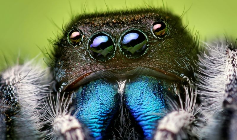 Phidippus audax - klikněte pro zobrazení detailu