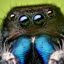 Phidippus audax