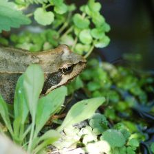 Proč vlastně zachraňujeme žáby?