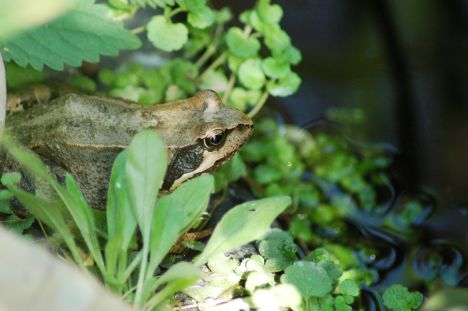 Proč vlastně zachraňujeme žáby?