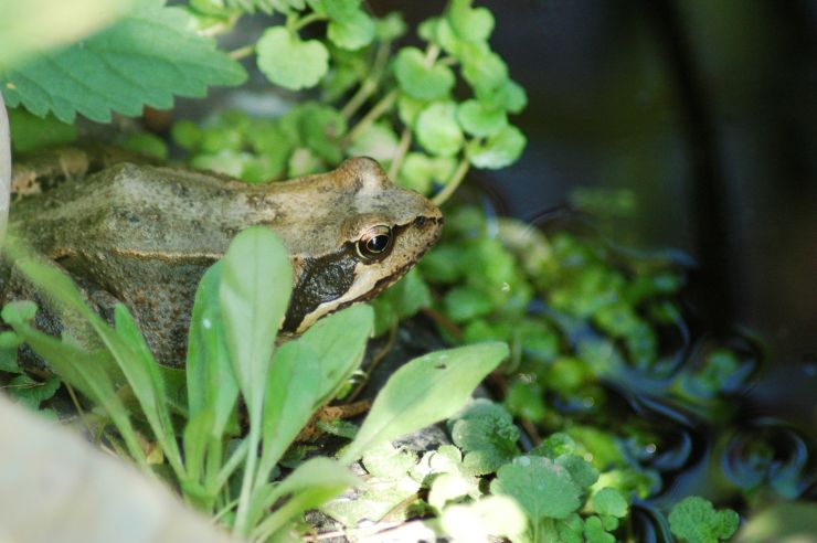zobrazit detail snímku: Skokan u jezirka