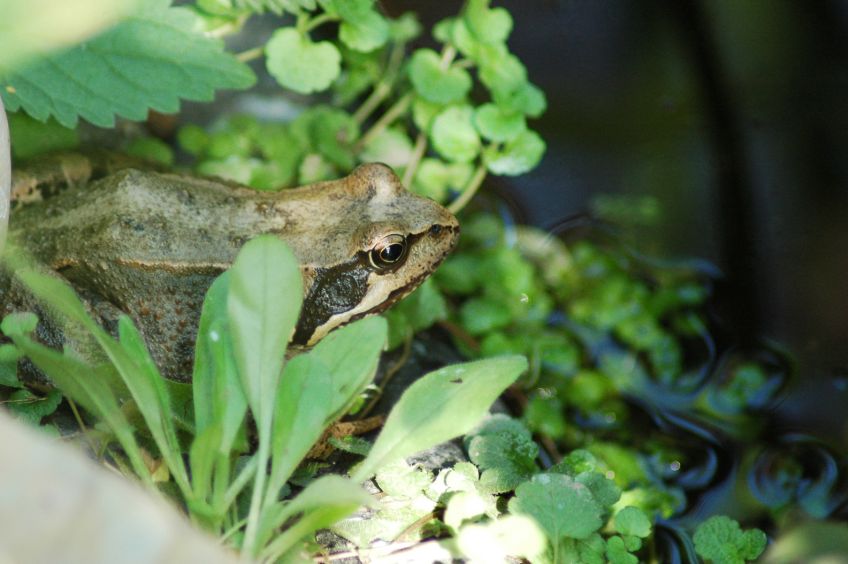 Proč vlastně zachraňujeme žáby?: Neviditelná armáda ochranářů se právě v těchto dnech…
