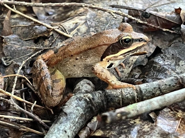 zobrazit detail snímku: Skokan lesní