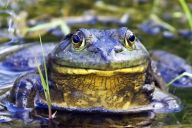 Nebezpečná invaze ze strany skokana? Nevadí zhltneme je: Když se vysloví název zvířete ropucha či…