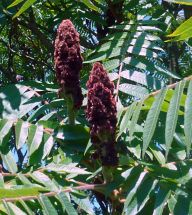 Škumpa orobincová -  Rhus typhina: Škumpa orobincová (Rhus typhina), dříve…