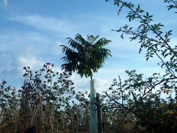 Škumpa orobincová - strom - klikněte pro zobrazení detailu