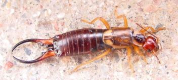 Škvor obecný - klikněte pro zobrazení detailu Škvor obecný - klikněte pro zobrazení detailu