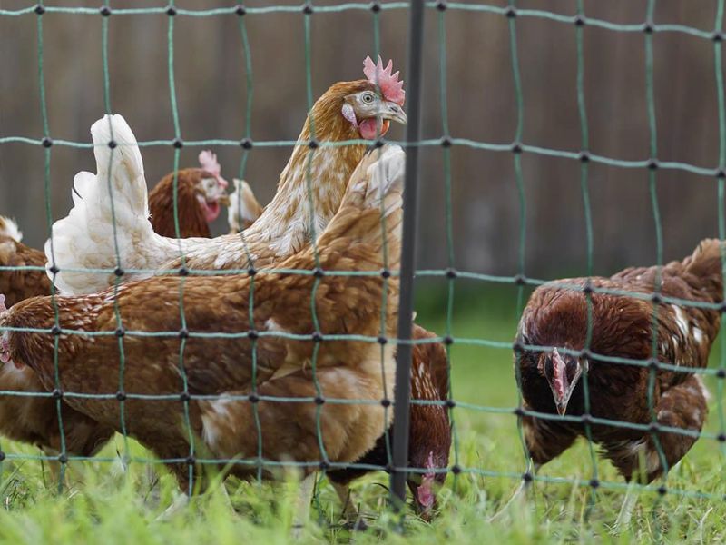Slepice - klikněte pro zobrazení detailu