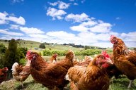Slepičí ráj na Novém Zélandu: Sledujete v obchodech původ kupovaných vajíček?...