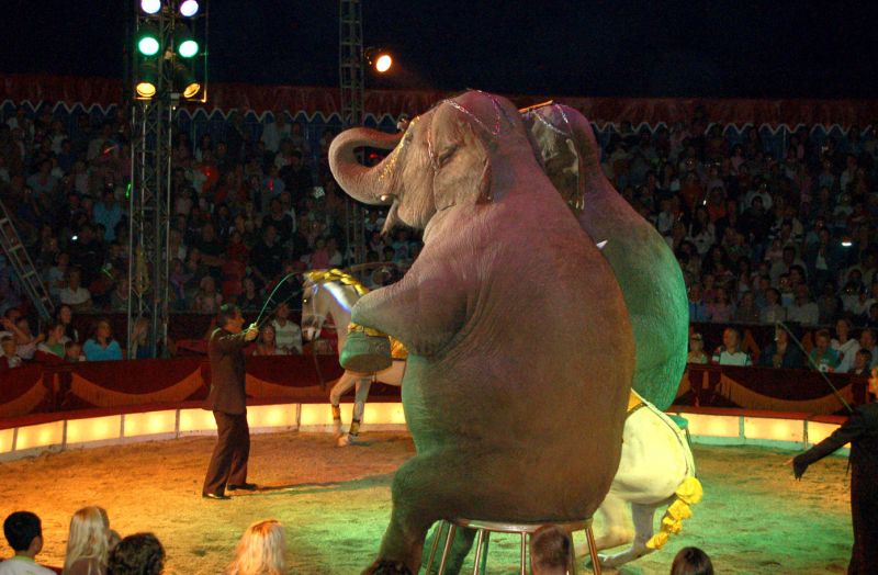 Cirkusová drezura slonů a koní. - klikněte pro zobrazení detailu