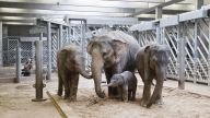 Zoo Praha zažije v sobotu akci desetiletí: Sobotní zahájení sezóny v pražské zoo bude…