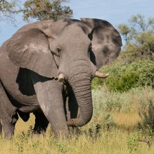 Slon africký