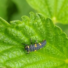 Slunéčko sedmitečné larva