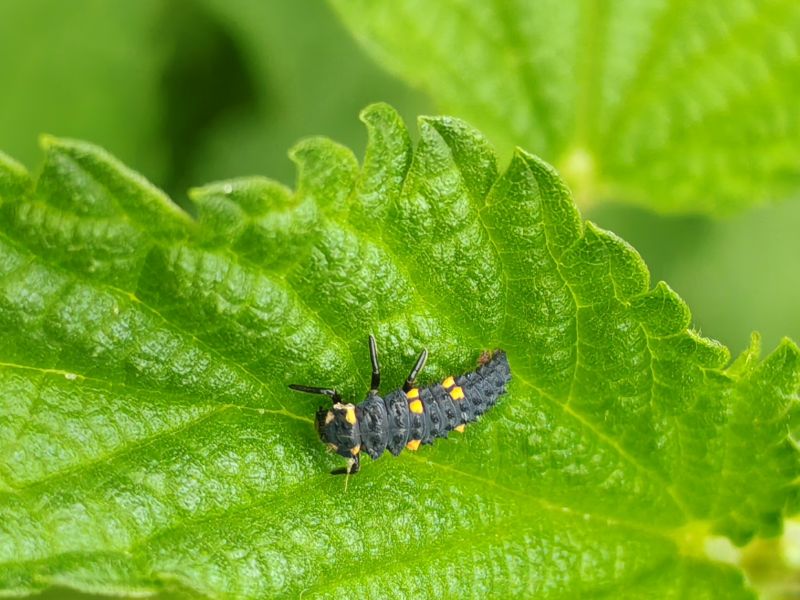 Slunéčko sedmitečné larva - klikněte pro zobrazení detailu Slunéčko sedmitečné larva - klikněte pro zobrazení detailu