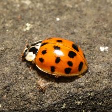 Slunéčko východní (Harmonia axyridis).